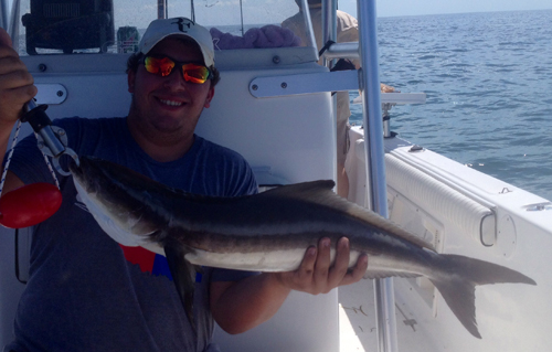 Inshore Cobia